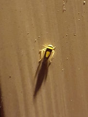 Colladonus clitellarius