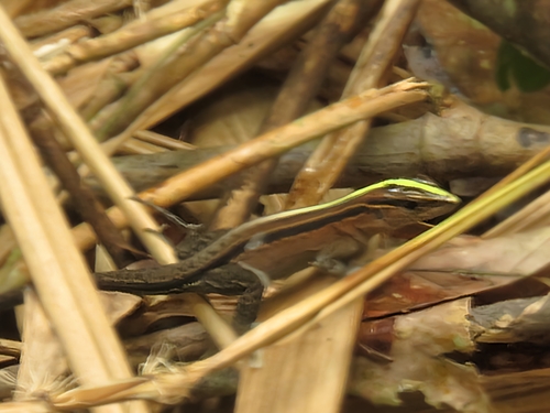 Striped Forest Whiptail