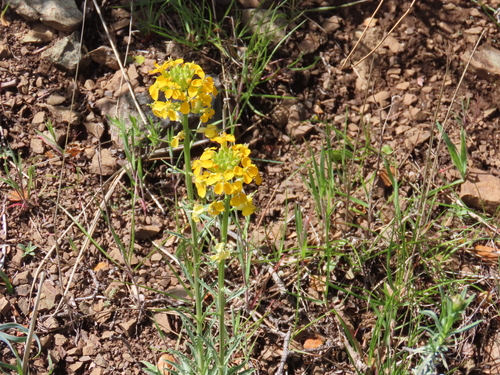 Image of Erysimum franciscanum by (c) Viktor, some rights reserved (CC BY)