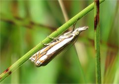Crambus silvella