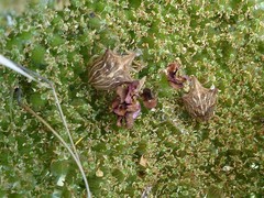 Ancyrosoma leucogrammes