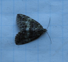 Hydriomena renunciata