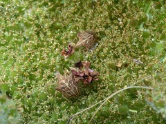 Ancyrosoma leucogrammes