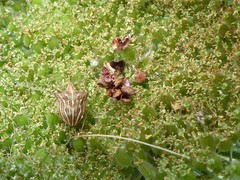 Ancyrosoma leucogrammes