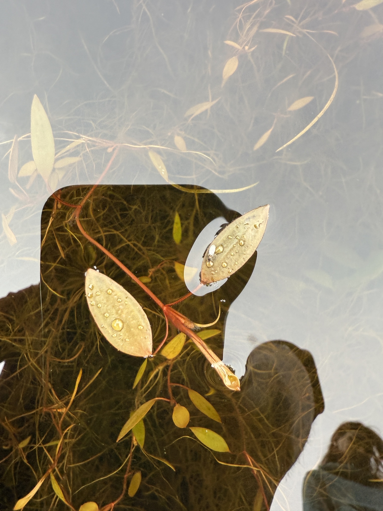 Potamogeton floridanus