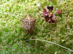 Ancyrosoma leucogrammes