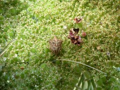 Ancyrosoma leucogrammes