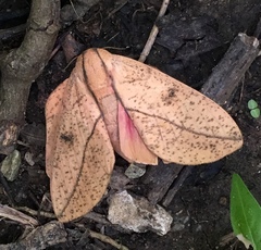Syssphinx bisecta