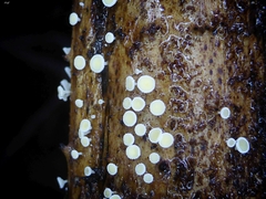 Lachnum pteridophyllum