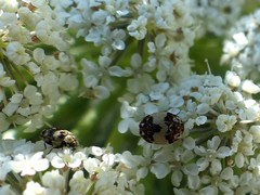 Anthrenus pimpinellae