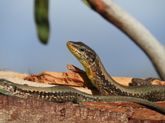 Lebanon Lizard photo 4