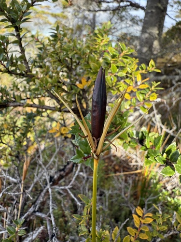 Tall rush (Marsippospermum grandiflorum)