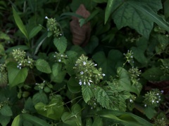 Clinopodium micranthum