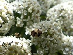 Anthrenus pimpinellae