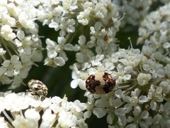 Anthrenus pimpinellae