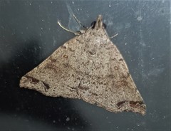 Lithilaria proestans