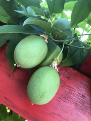 Passiflora incarnata