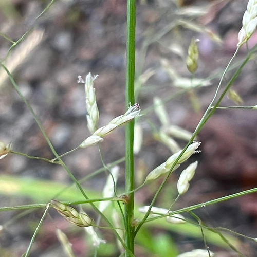 Eragrostis pilosa iNat (1)