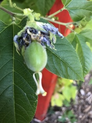 Passiflora incarnata