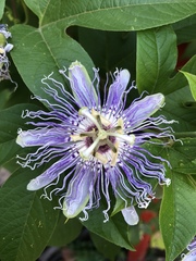 Passiflora incarnata