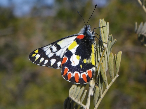 Delias aganippe (Donovan, 1805)