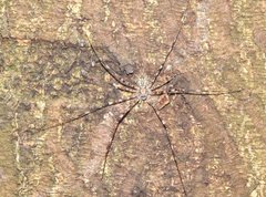 Hersilia albomaculata