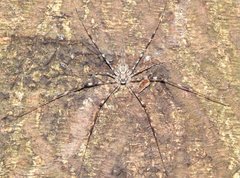 Hersilia albomaculata