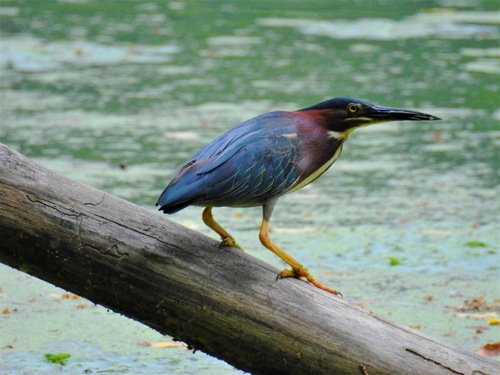 Green Heron photographed in New Jersey