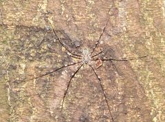 Hersilia albomaculata