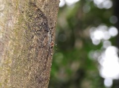 Hersilia albomaculata