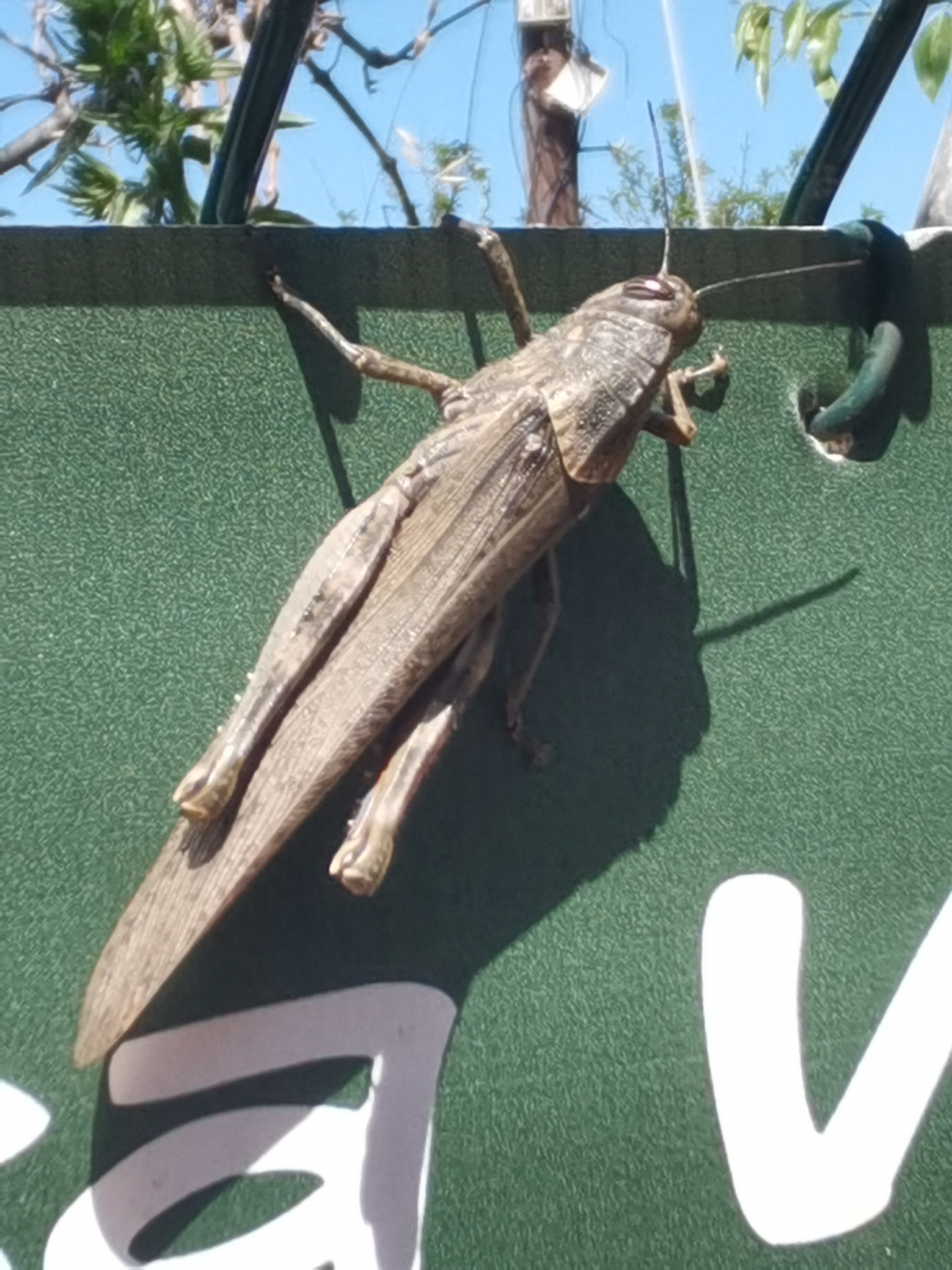 Langosta Egipcia