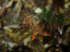 Cabangus regius