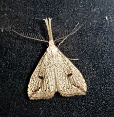 Trigonistis demonias