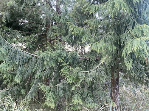 Taiwan cedar (Taiwania cryptomerioides)
