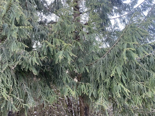 Taiwania cryptomerioides, photograph 1