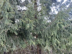 Taiwania cryptomerioides, photograph author not stated, no rights reserved