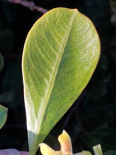 Image of Periploca laevigata by no rights reserved