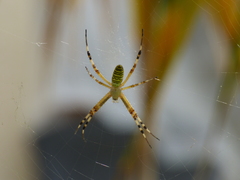 Argiope bruennichi