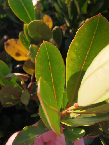 Image of Periploca laevigata by no rights reserved