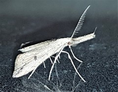 Trigonistis demonias