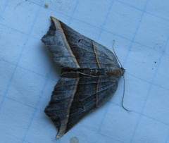 Metanema determinata