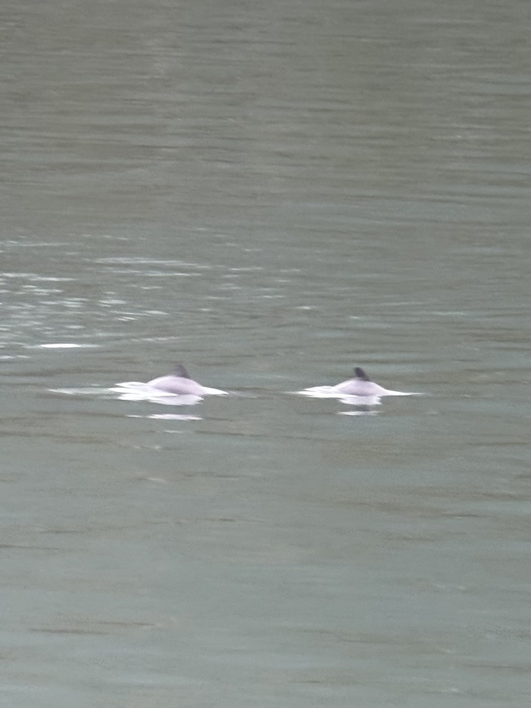 Two Chilean dolphins surfacing together in grey water, their rounded fins just showing
