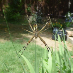 Argiope bruennichi
