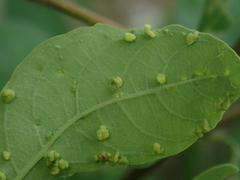 Aceria virosae