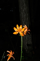 Lilium distichum