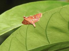 Ischnurges