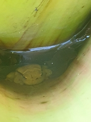 Spotted Heart-Tongued Frog photo 3