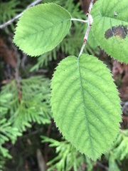Amelanchier sanguinea