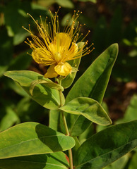 Hypericum hircinum
