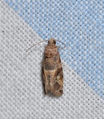 Lobesia transtrifera